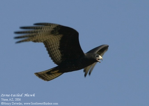 Zone-tailed Hawk